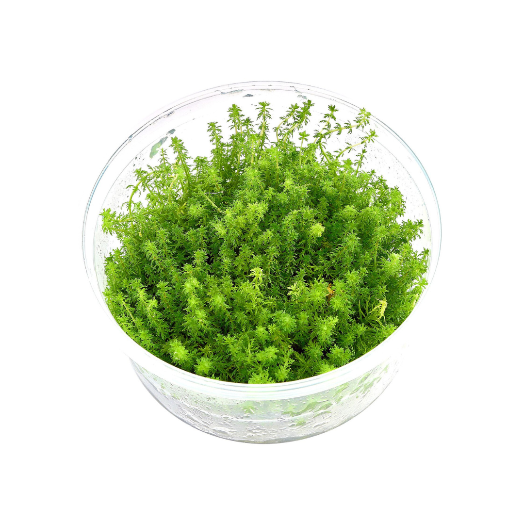 ADA IC452 Myriophyllium Sp Mini Guyana | TC Live Plant