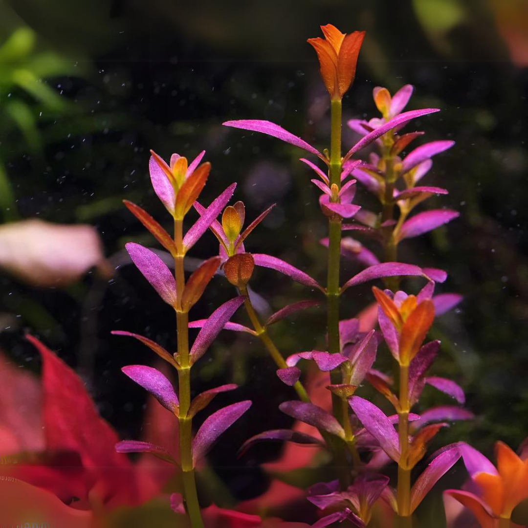 ADA IC465 Rotala Ramosior Florida | TC Live Plant