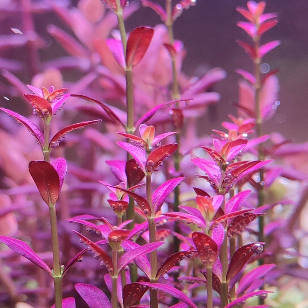 ADA IC465 Rotala Ramosior Florida | TC Live Plant