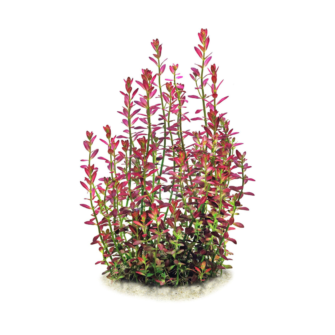 ADA IC465 Rotala Ramosior Florida | TC Live Plant