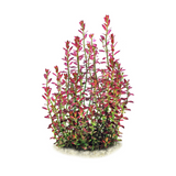 ADA IC465 Rotala Ramosior Florida | TC Live Plant