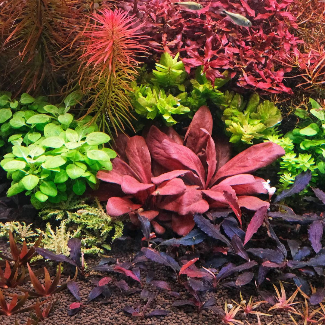 ADA IC471 Samolus Parviflorus Red | TC Live Plant