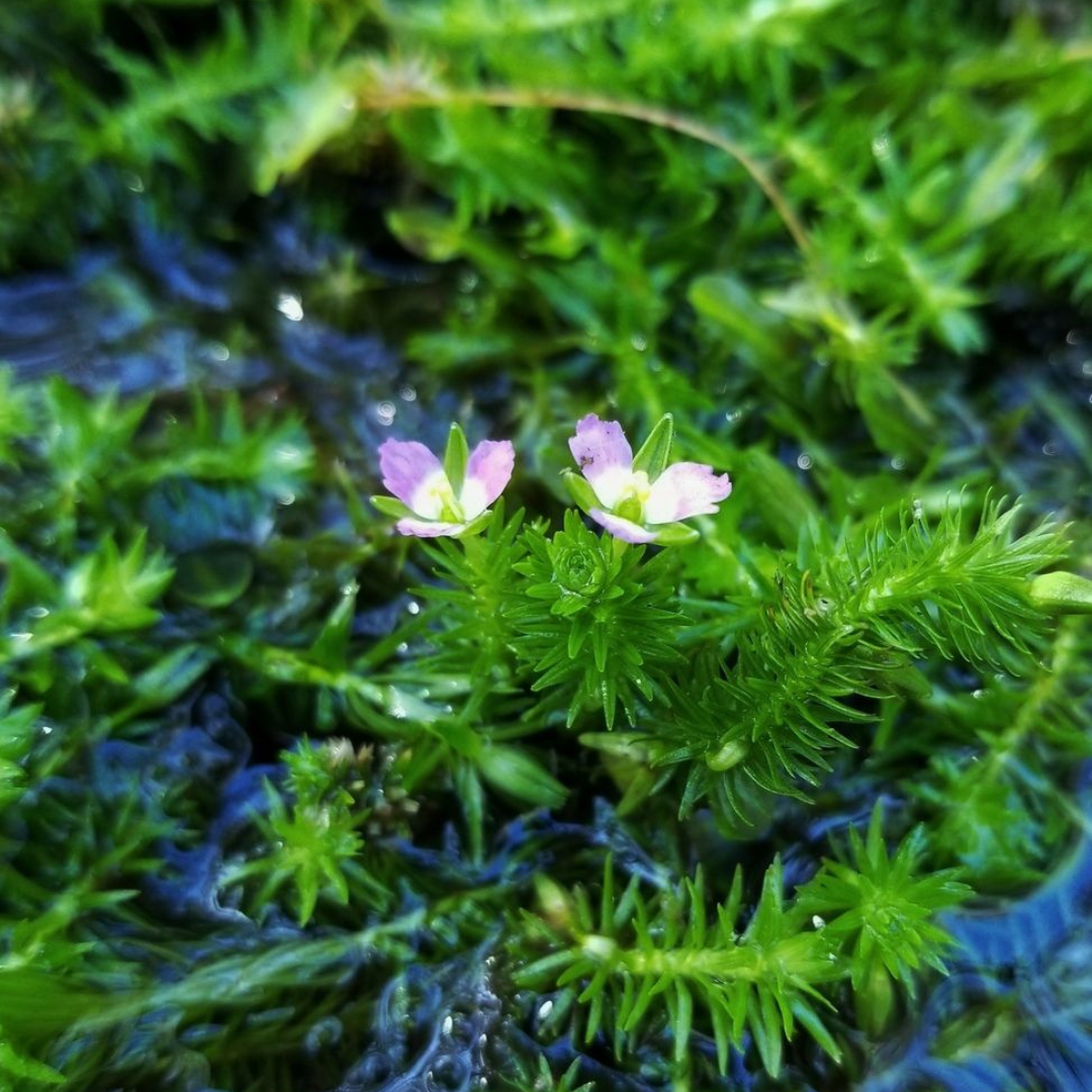 ADA IC474  Mayaca Fluviatilis Paraguay | TC Live Plant