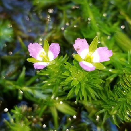 ADA IC474  Mayaca Fluviatilis Paraguay | TC Live Plant