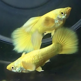 Guppy Full Gold | Male & Female