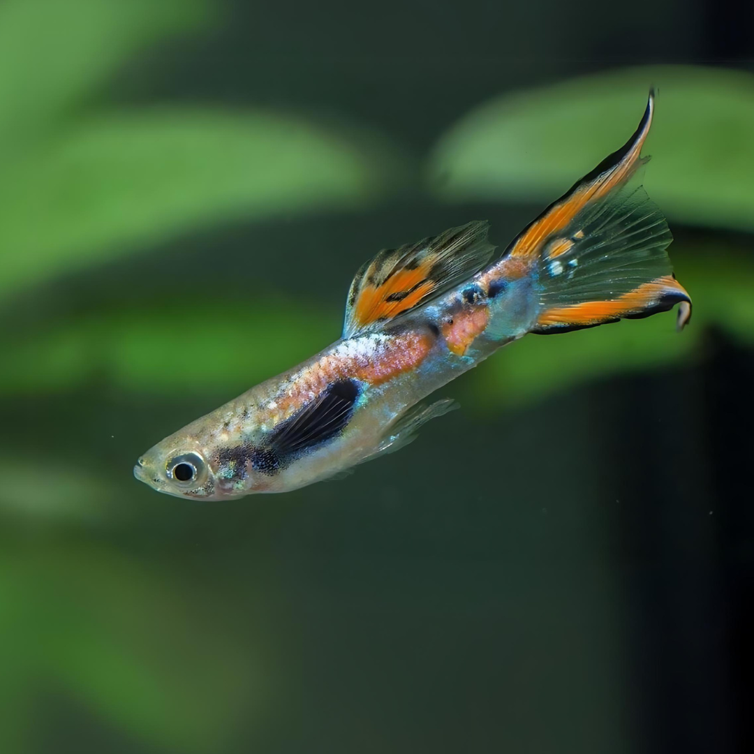 Guppy Endler | Male | Single