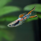 Guppy Endler | Male | Single