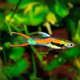 Guppy Endler | Male | Single