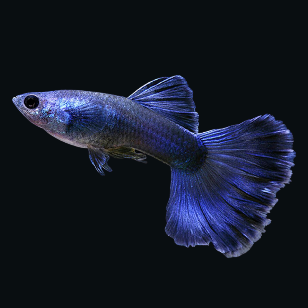 Guppy Electric Blue | Male &  Female