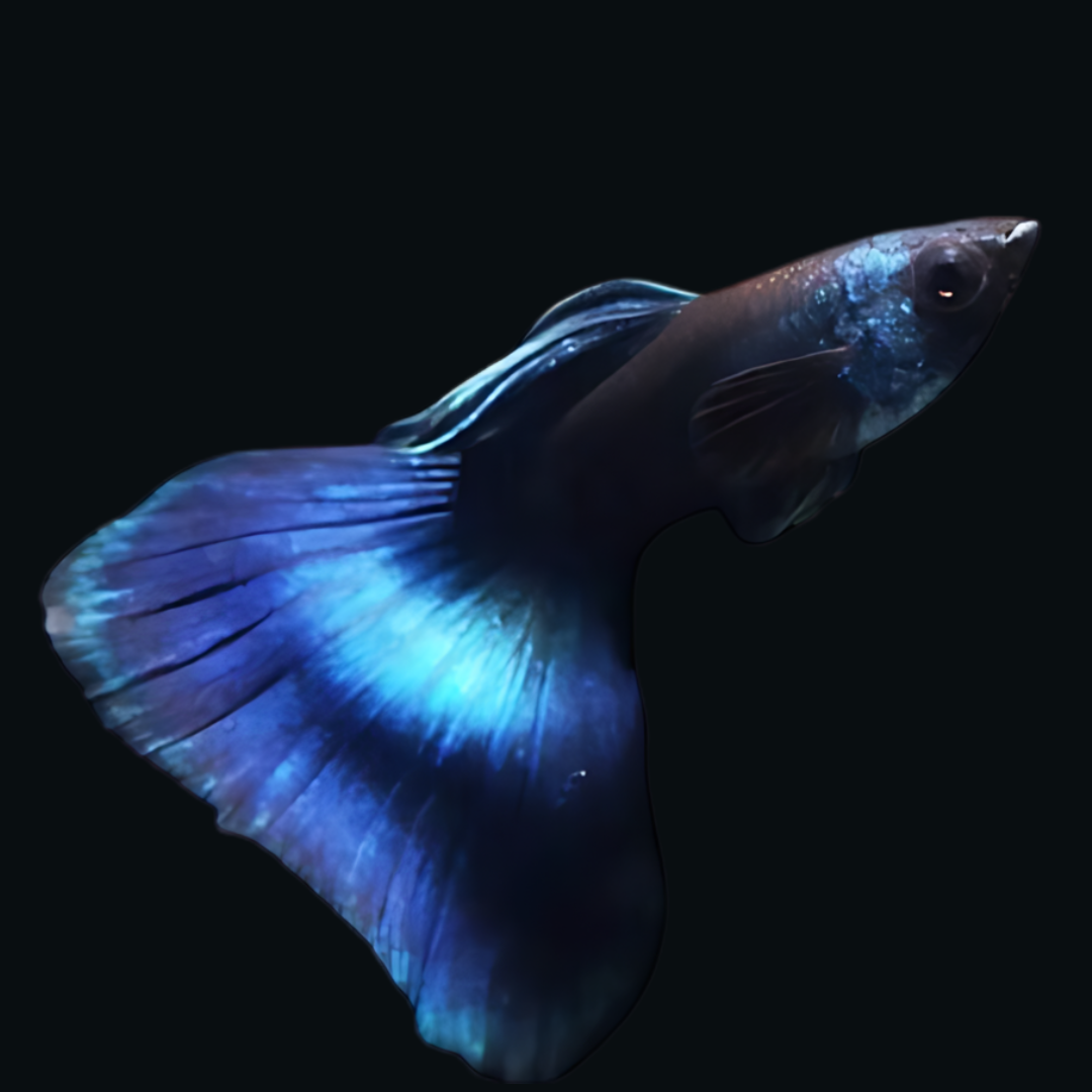 Guppy Blue Green Mosco | Male & Female