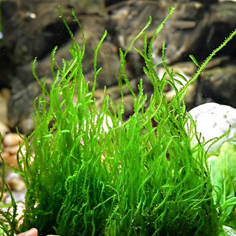 ADA IC805 Taxiphyllum Sp Flame Moss | TC Live Plant