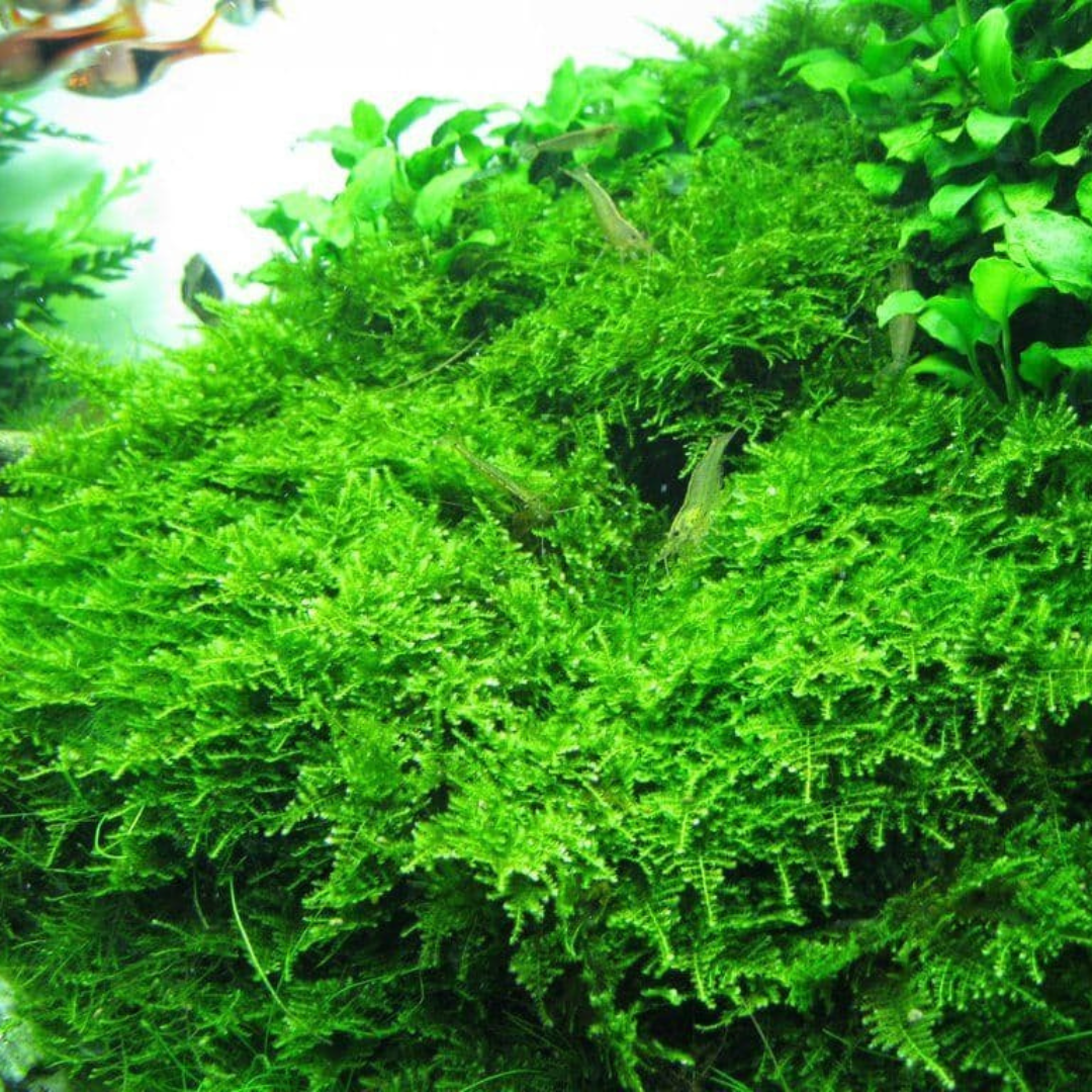 ADA IC809 Vesicularia Montegni Christmass Moss | TC Live Plant