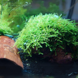 ADA IC809 Vesicularia Montegni Christmass Moss | TC Live Plant