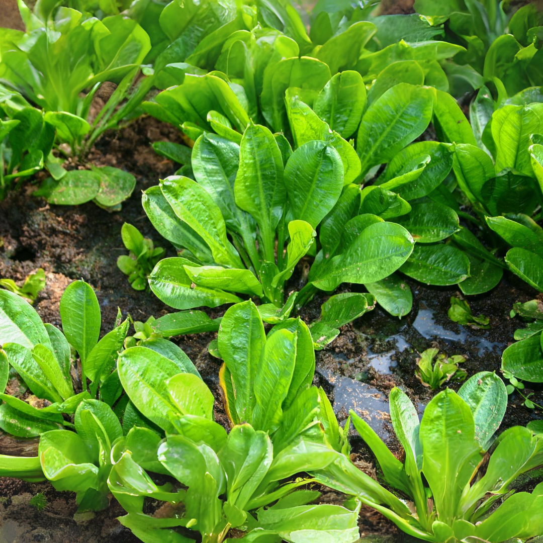 ADA LC070 Echinodorus Major | Pot Live Plant