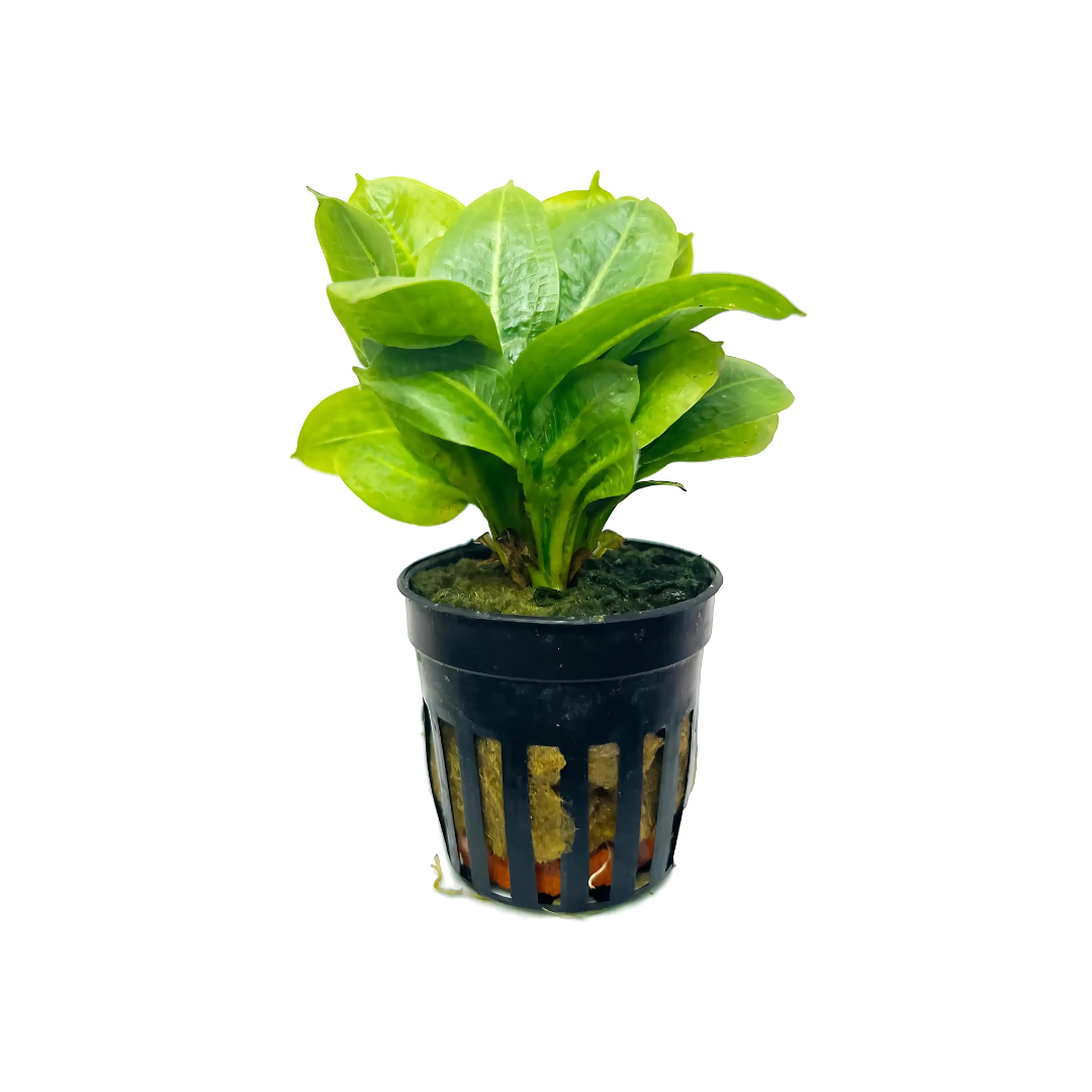 ADA LC070 Echinodorus Major | Pot Live Plant