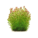 ADA Rotala SP Shimoga | Pot Live Plant