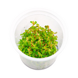 ADA Rotala SP Shimoga | Pot Live Plant