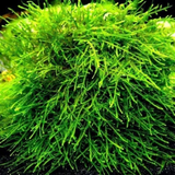 ADA Spiky Moss Taxiphyllum Sp Spiky | Pouch