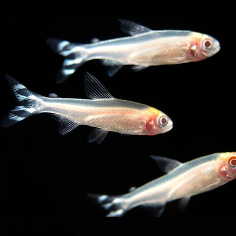 Albino Rummy Nose Tetra | Planted Tank Fish | Single