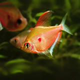 Bleeding Heart Tetra | Single