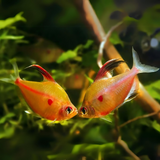 ಬ್ಲೀಡಿಂಗ್ ಹಾರ್ಟ್ ಟೆಟ್ರಾ ಫಿಶ್ | ಏಕ