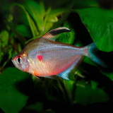 Bleeding Heart Tetra | Single