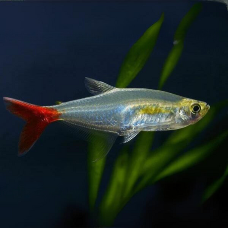 Blood Fin Tetra Fish | Planted Tank Fish | Single