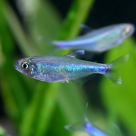 Blue King Tetra | Planted Tank Fish | Single