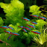 Plant Tank Fish Assorted (Pair) = Neon Tetra┃Cardinal┃Harlequin Rasbora┃Red Ember┃Lamp Eye