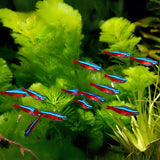 Cardinal Tetra | Planted Tank Fish