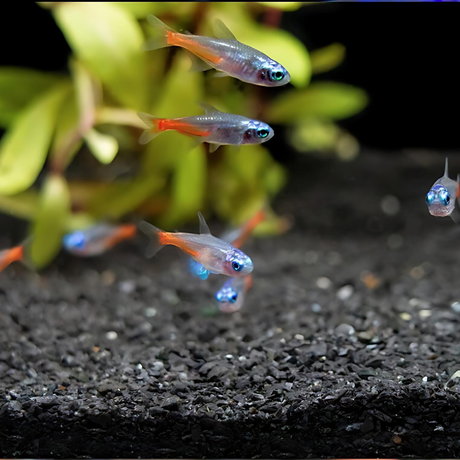 Diamond Eye Neon Tetra | Planted Tank Fish | Single