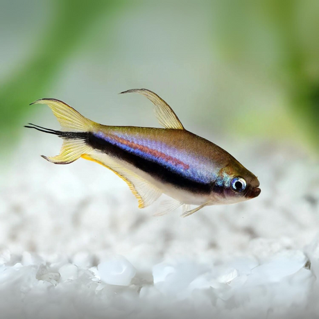 Emperror Tetra | Planted Tank Fish | Single