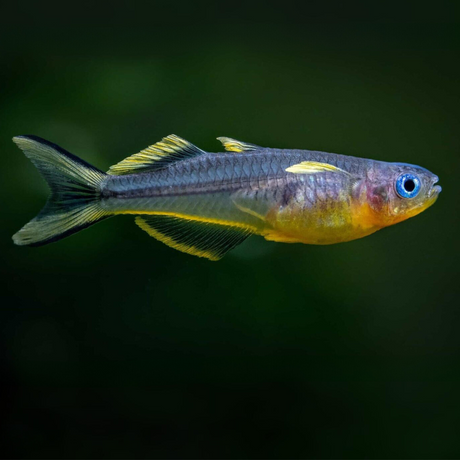 Rainbow Fork Tail | Planted Tank Fish | Pair