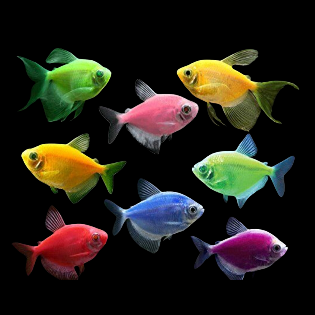 Colorful shops tetra fish