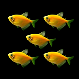 Glow Widow Tetra Fish (5 Various Colors) Assorted Pack