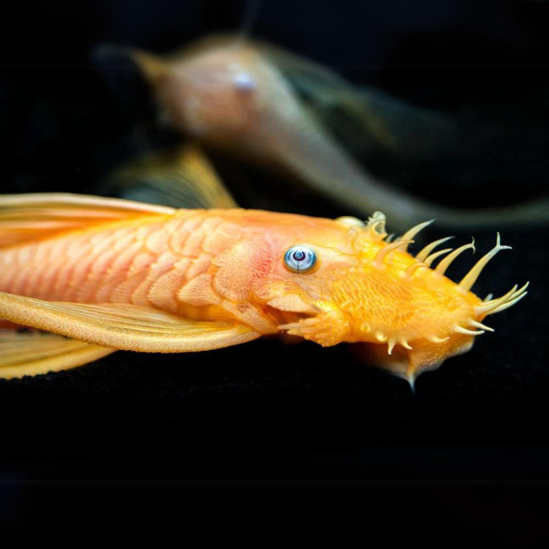 Algae Eater Bristle Nose Golden Pleco Veiltail (2 Inches)