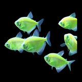 Glow Widow Tetra Fish (5 Various Colors) Assorted Pack