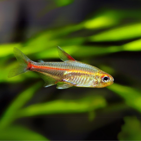 Glow Light Tetra | Planted Tank Fish | Single