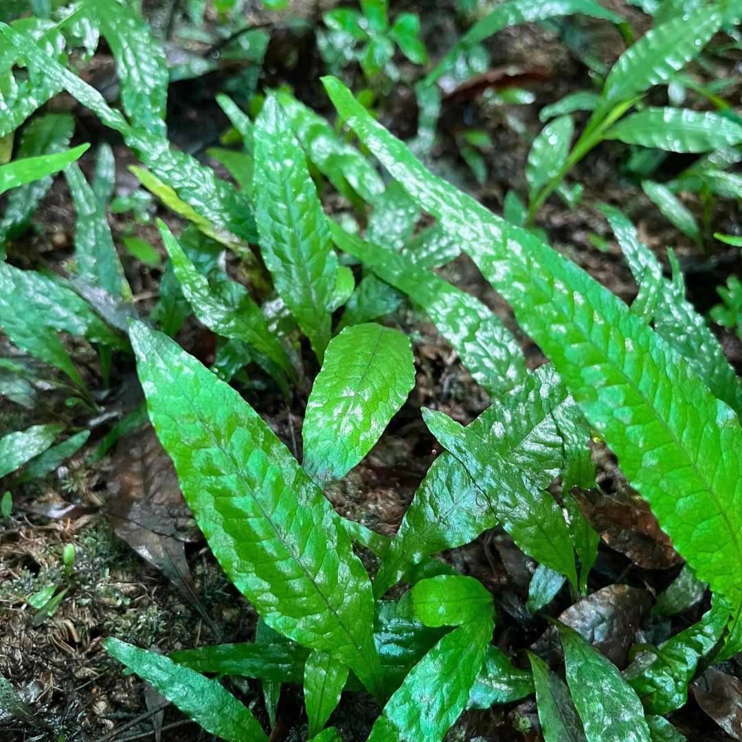 Java Fern Microsorum Pteropuswrinkled On Mesh | Live Plant