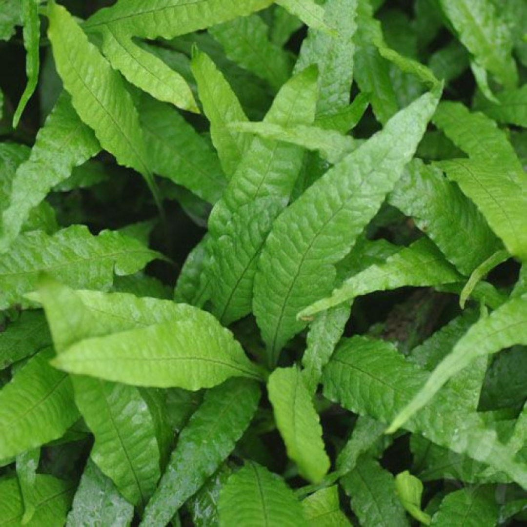 Java Fern Microsorum Pteropuswrinkled On Mesh | Live Plant