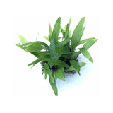 Java Fern Microsorum Pteropuswrinkled On Mesh | Live Plant