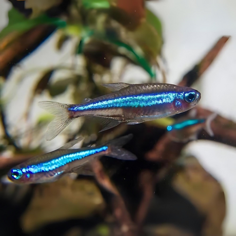 Green Neon Tetra | Planted Tank Fish | Single