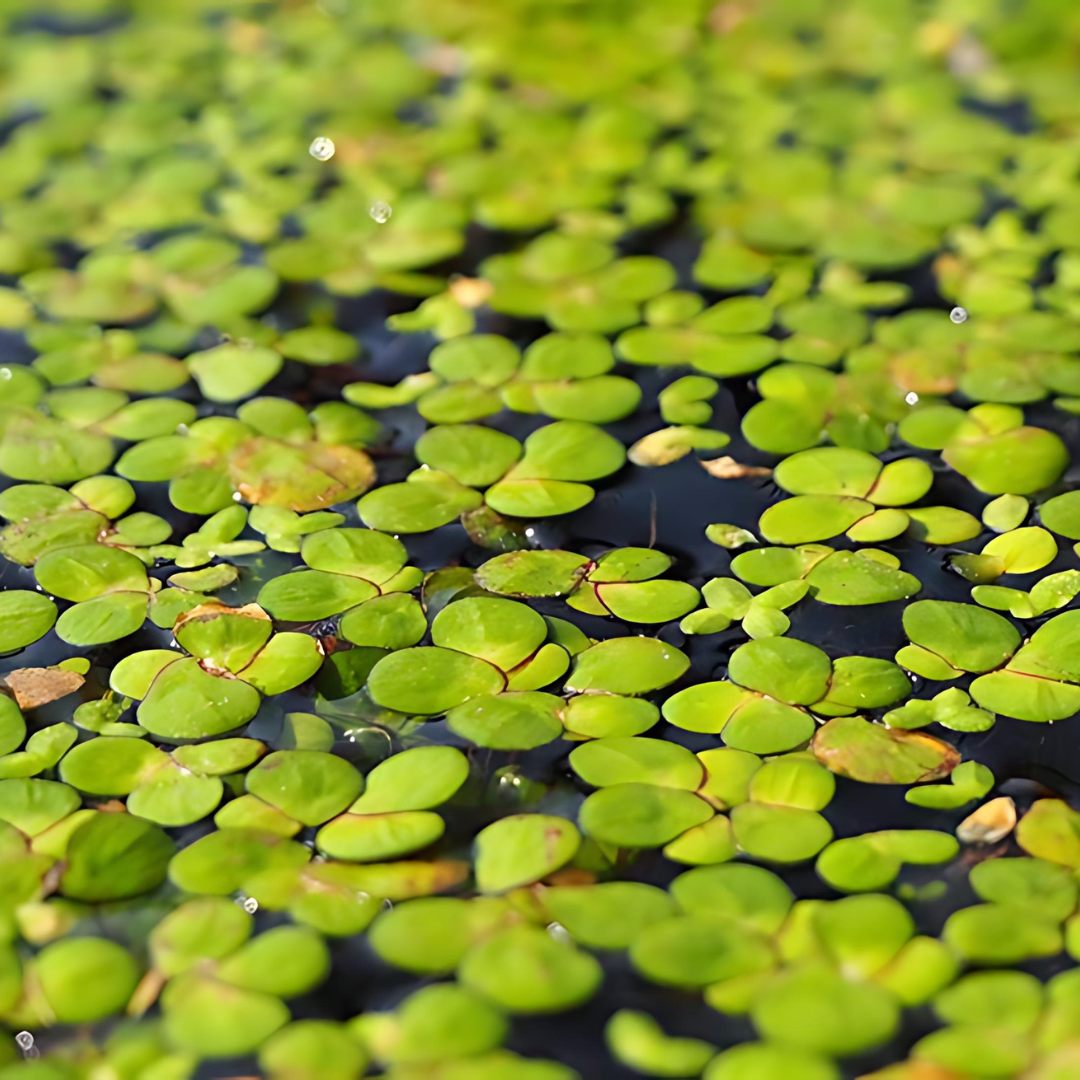 Duckweed | Oxygenating Floating | Live Plant