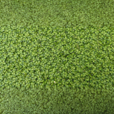 Duckweed | Oxygenating Floating | Live Plant