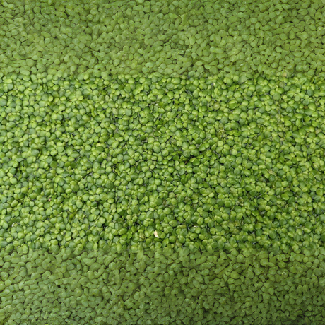 Duckweed | Oxygenating Floating | Live Plant