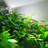 Plant Tank Fish Assorted (Pair) = Neon Tetra┃Cardinal┃Harlequin Rasbora┃Red Ember┃Lamp Eye