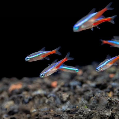 Neon Tetra | Planted Tank Fish | Semi Adult | Single