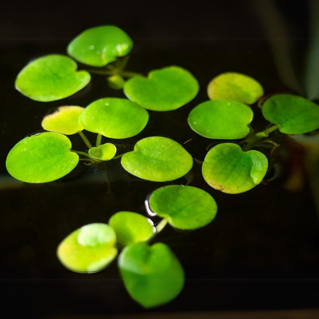 Frogbit Floating Plants (Pack Of 5) | Live Plant