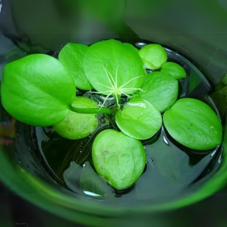 Frogbit Floating Plants (Pack Of 5) | Live Plant