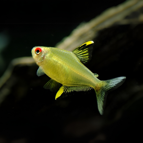 Lemon Tetra Fish | Single